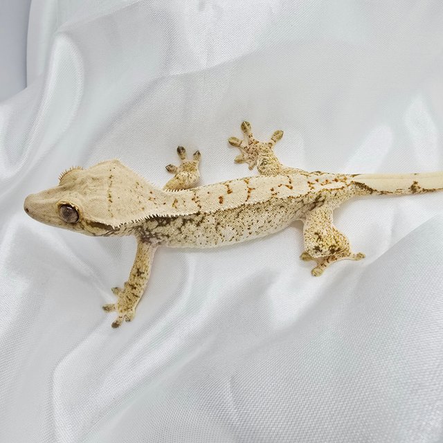 노멀 드리피 화이트스팟