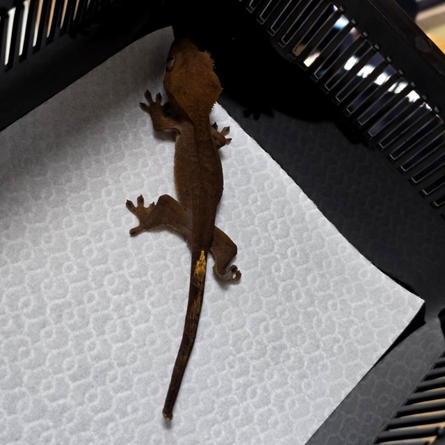 챠콜 다크 벅스킨