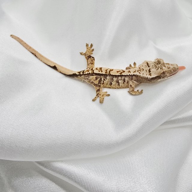 익스트림할리퀸 화이트스팟