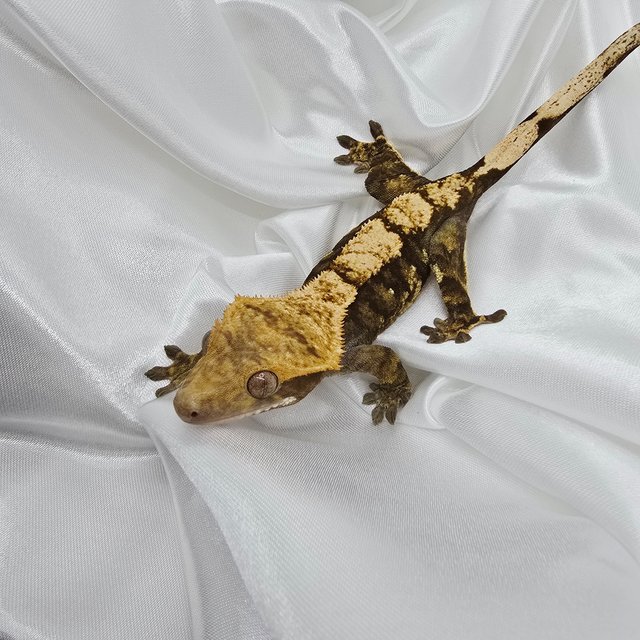 블랙 타이거 브린들