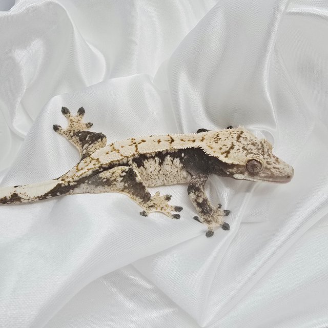 드리피 익스트림할리퀸 화이트스팟