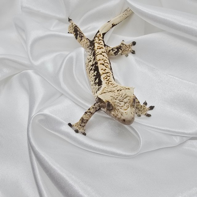 드리피 화이트스팟 익스트림할리퀸