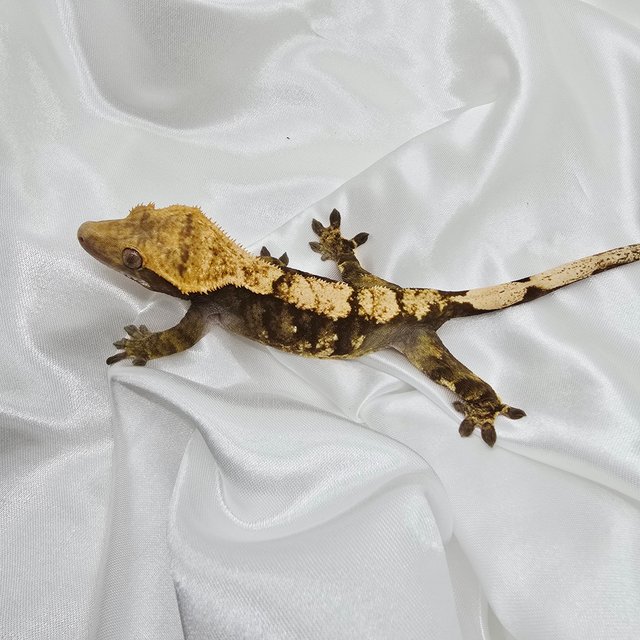 블랙 타이거 브린들