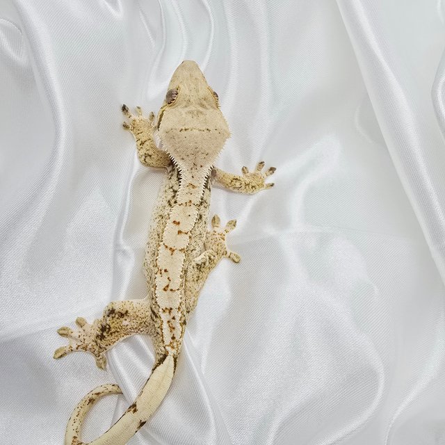 노멀 드리피 화이트스팟