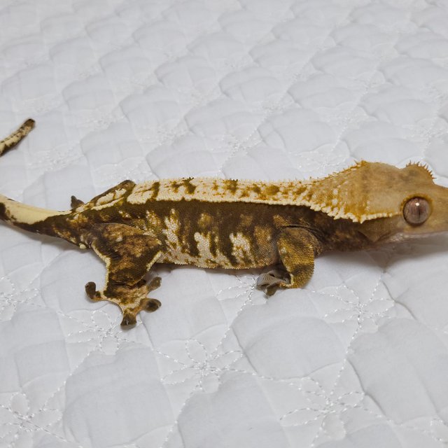 노멀 트라이 익스트림할리퀸