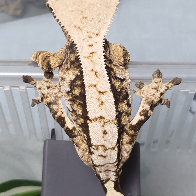 노멀 트라이 익스트림할리퀸