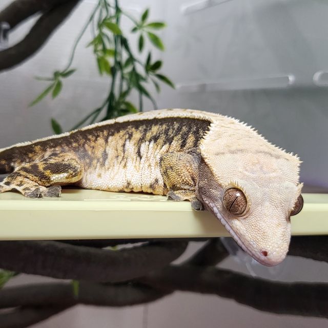 트라이 익스트림할리퀸