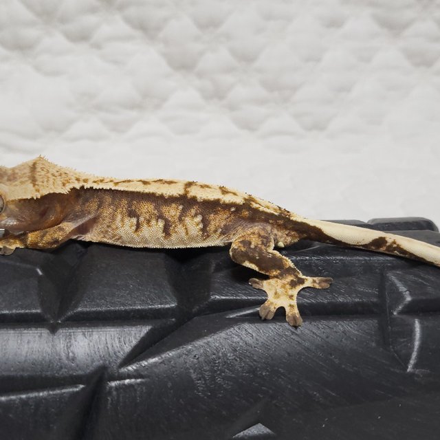 노멀 트라이 익스트림할리퀸