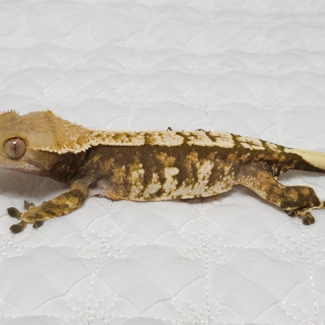 노멀 트라이 익스트림할리퀸