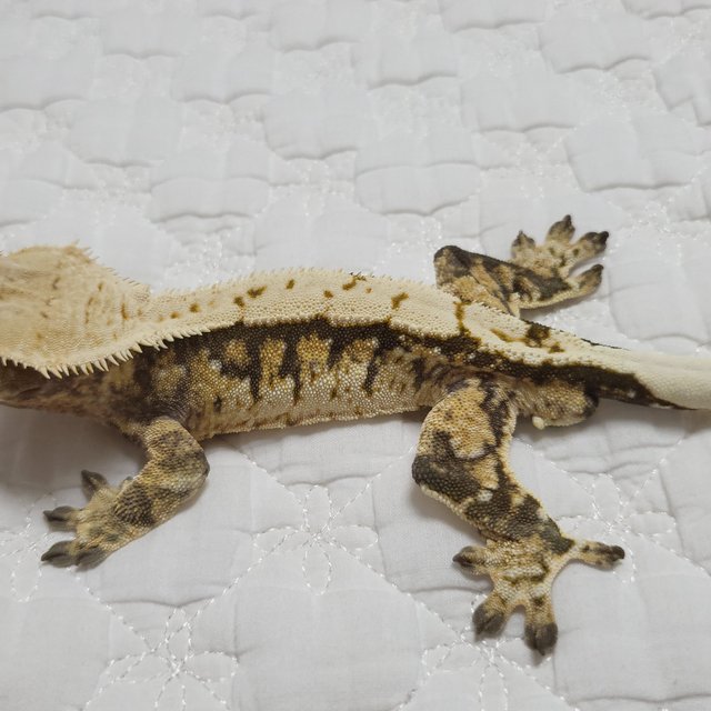 노멀 트라이 익스트림할리퀸