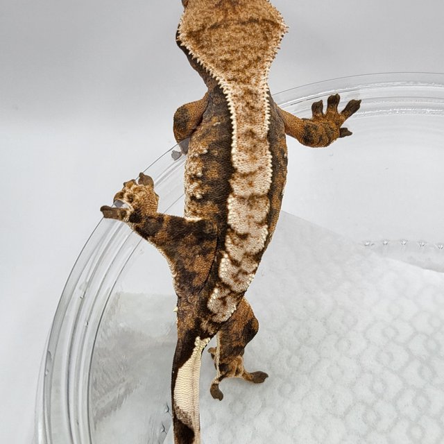 노멀 트라이 익스트림할리퀸