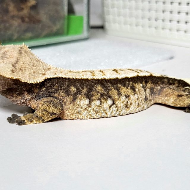 트라이 익스트림할리퀸