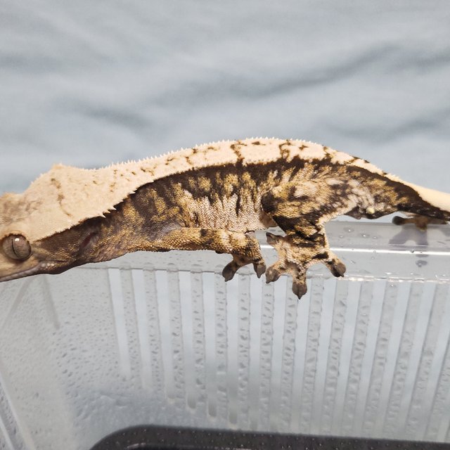 노멀 트라이 익스트림할리퀸