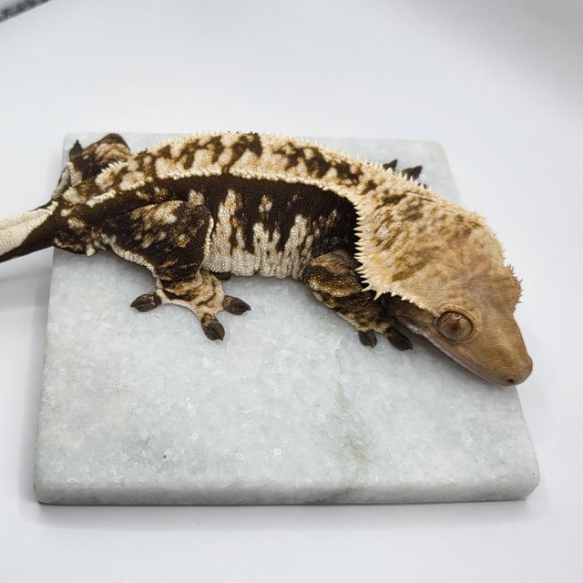 노멀 트라이 화이트핀