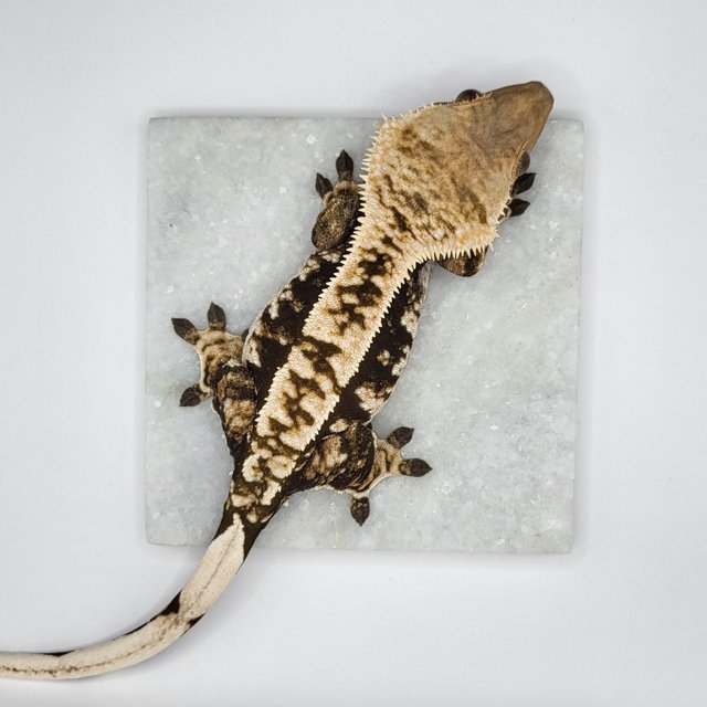 노멀 트라이 화이트핀