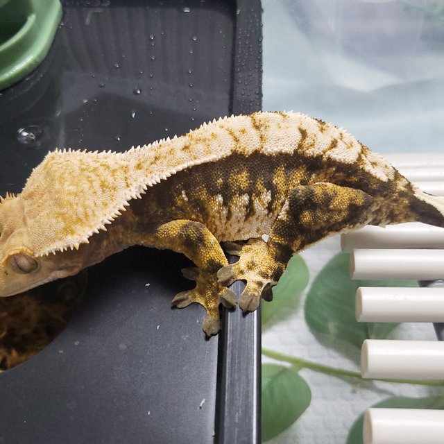 노멀 트라이 익스트림할리퀸