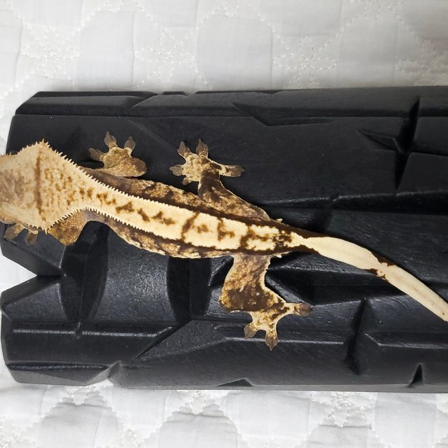 노멀 트라이 익스트림할리퀸