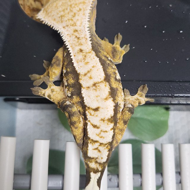 노멀 트라이 익스트림할리퀸