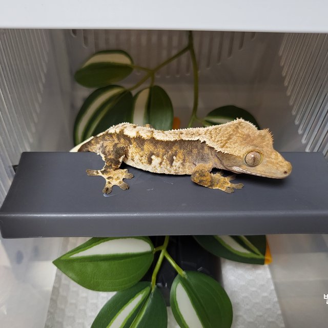 노멀 트라이 익스트림할리퀸