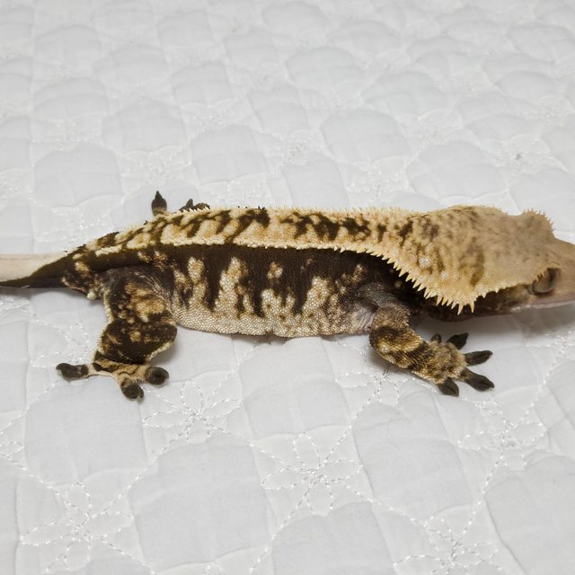 노멀 트라이 화이트핀