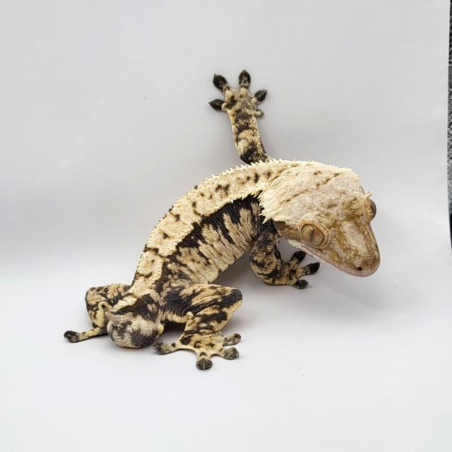 트라이 익스트림할리퀸