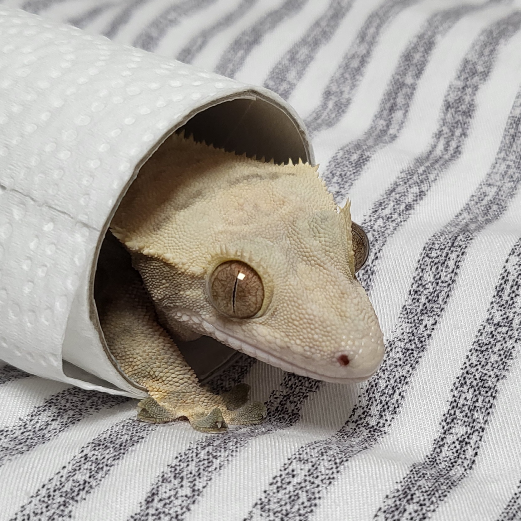 별사탕크레