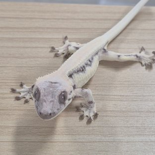 릴리 세이블
