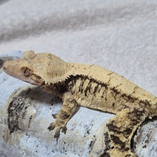 솔리드백 트라이 익스트림할리퀸