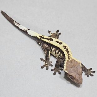 카푸치노 트라이