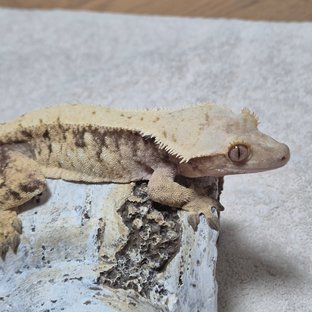 솔리드백 익스트림할리퀸