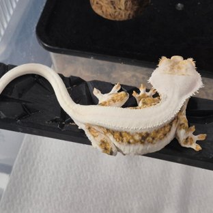 트라이 릴리화이트