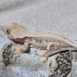 솔리드백 트라이 릴리화이트