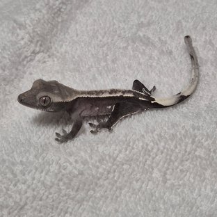 아잔틱