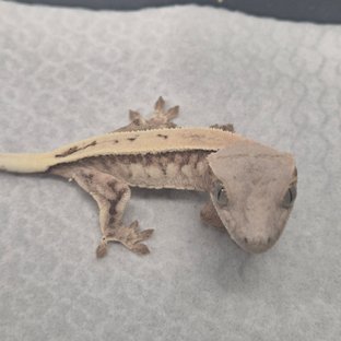 크림시클 세이블