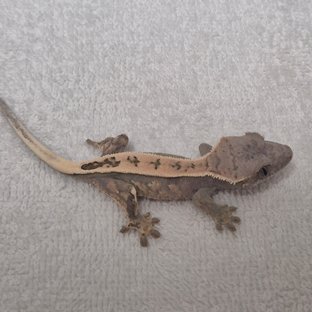 세이블