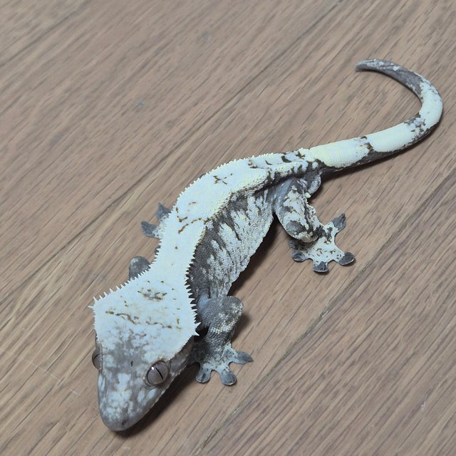 세이블 블랙 화이트