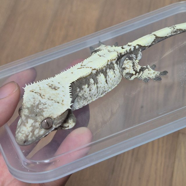 세이블 블랙 화이트