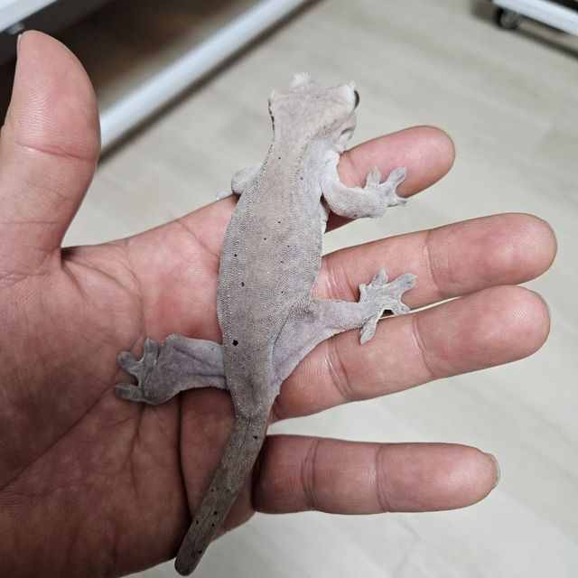 루왁