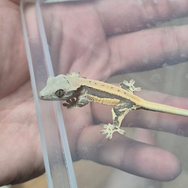 100%헷아잔틱 릴리화이트