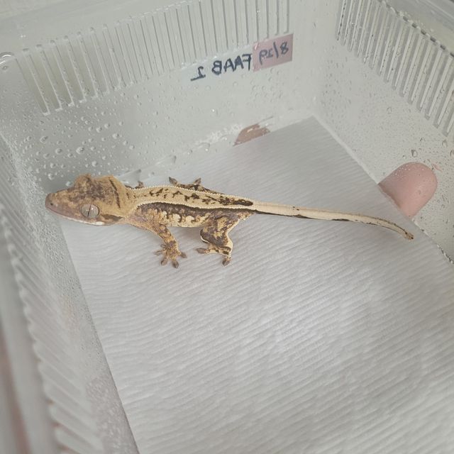 노멀
