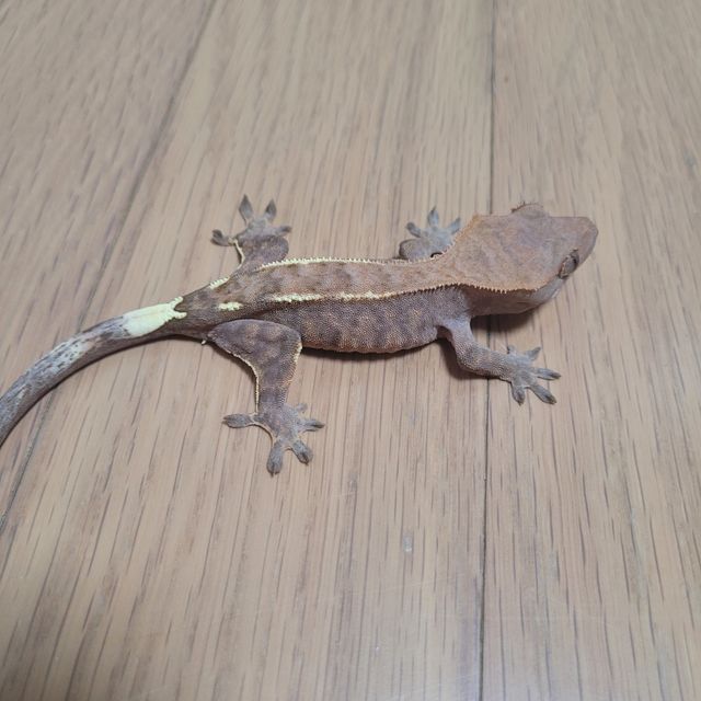 카푸치노