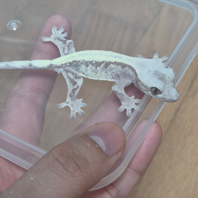 슈퍼세이블 릴리