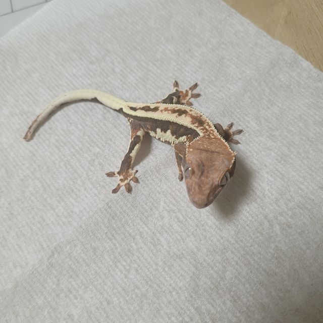 프라푸치노