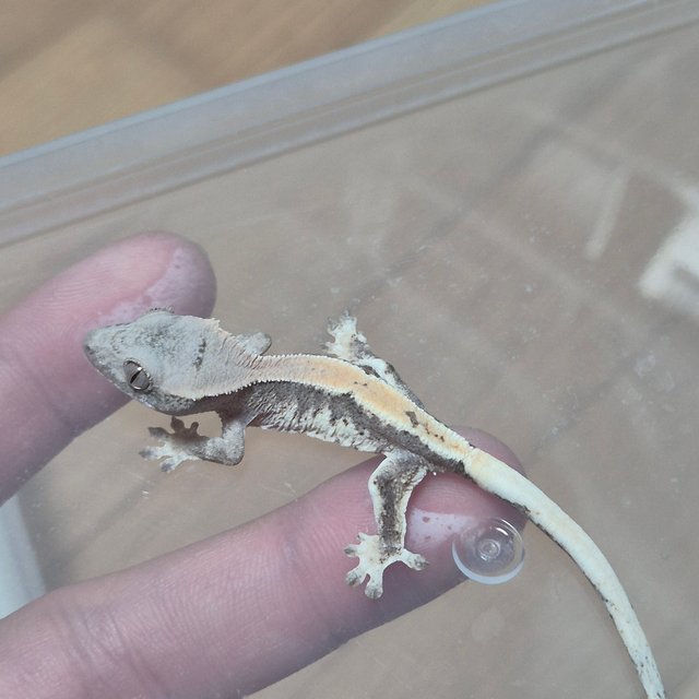 100%헷아잔틱 릴리 세이블