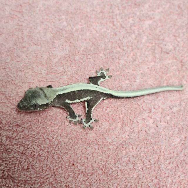 릴잔틱