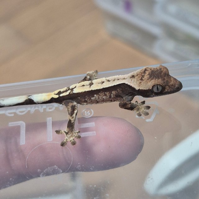 100%헷아잔틱 세이블