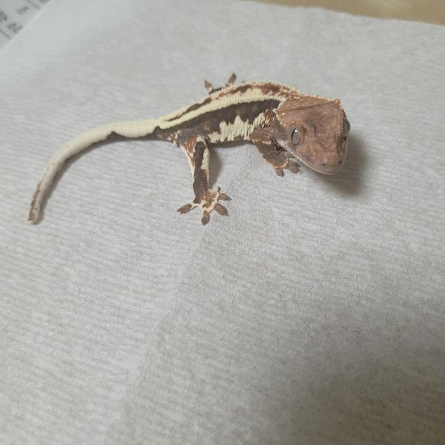 프라푸치노