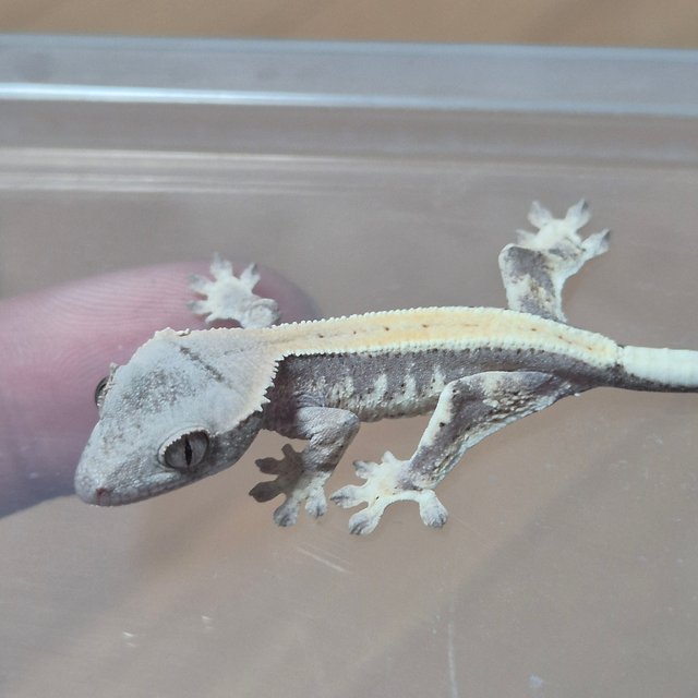 100%헷아잔틱 릴리 세이블