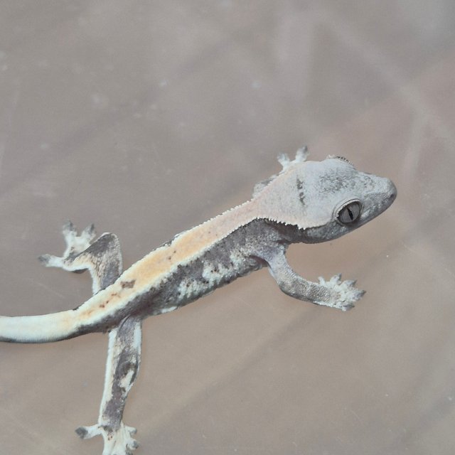 100%헷아잔틱 릴리 세이블