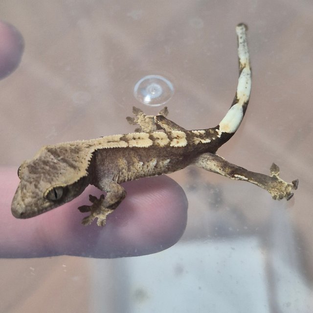 100%헷아잔틱 노멀